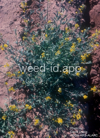 bladderpod, Gordon's